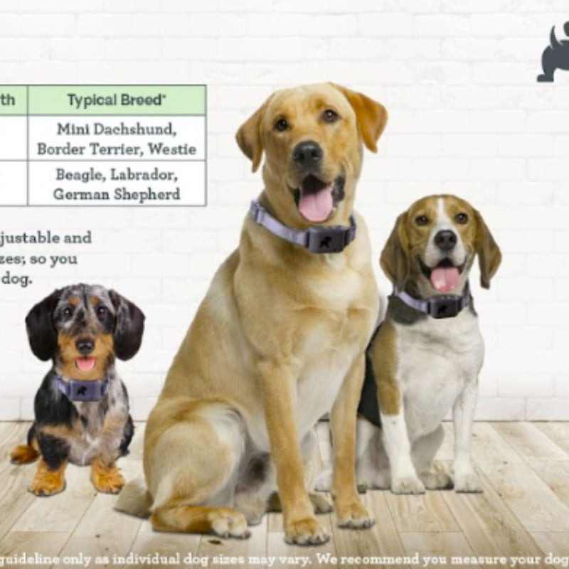 Pavlov Digital No Bark Collar by Company of Animals