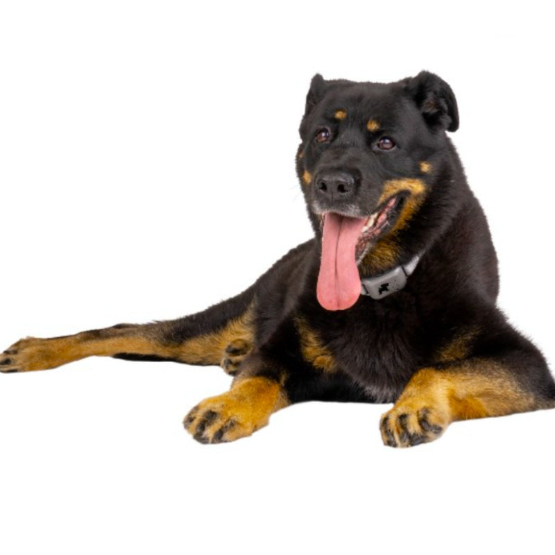 Pavlov Digital No Bark Collar by Company of Animals