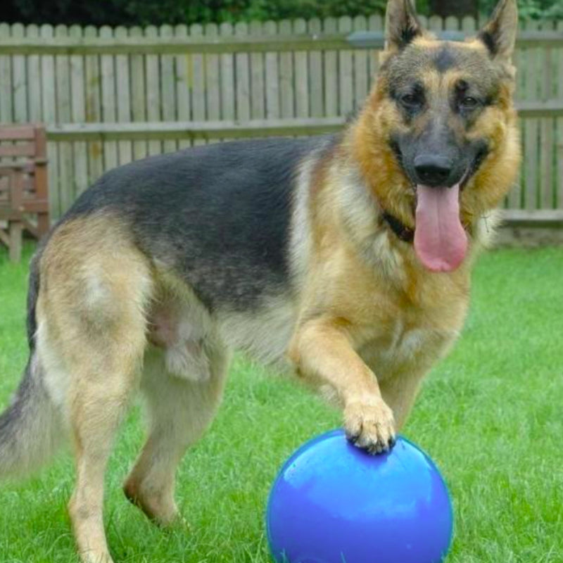 Boomer Ball by Company of Animals – Virtually Indestructible Dog Toy