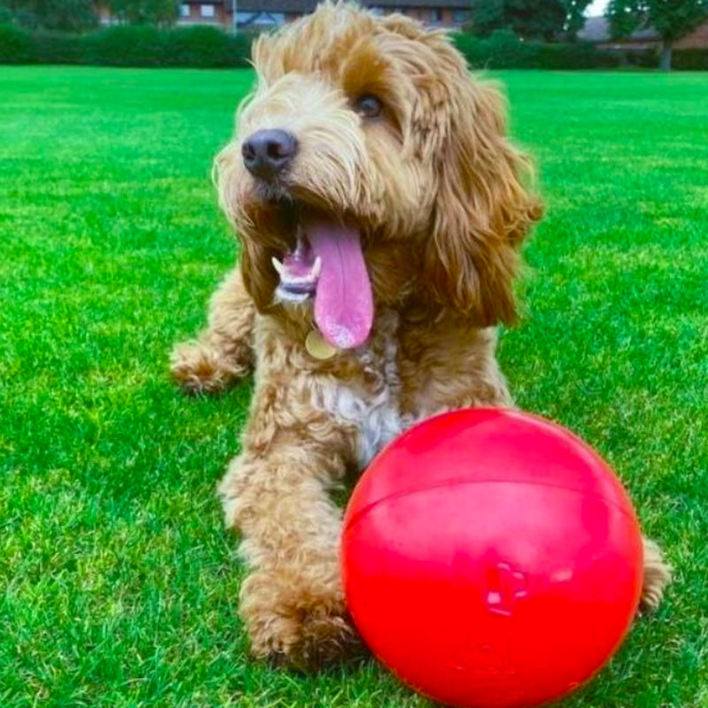 Boomer Ball by Company of Animals – Virtually Indestructible Dog Toy
