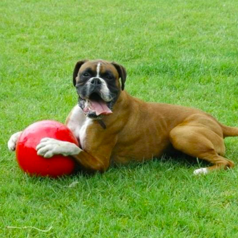 Boomer Ball by Company of Animals – Virtually Indestructible Dog Toy