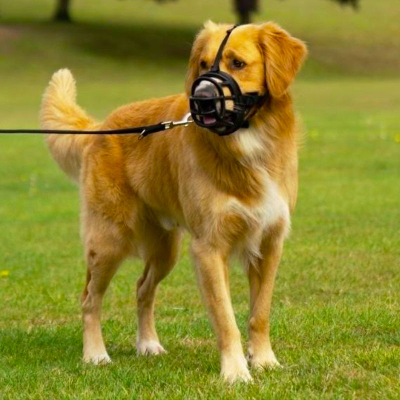 Baskerville Ultra Muzzle by Company of Animals