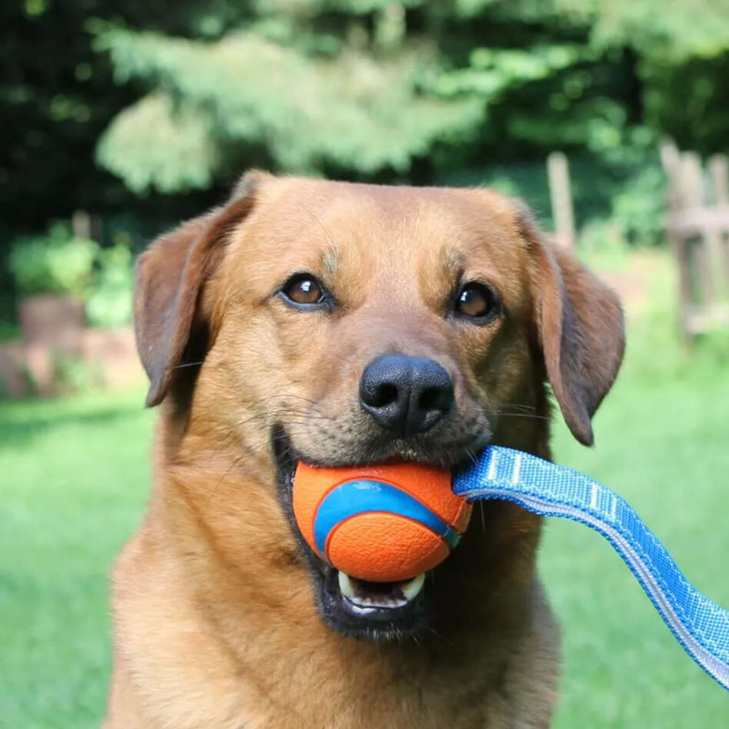 Chuckit! Ultra Tug Dog Toy