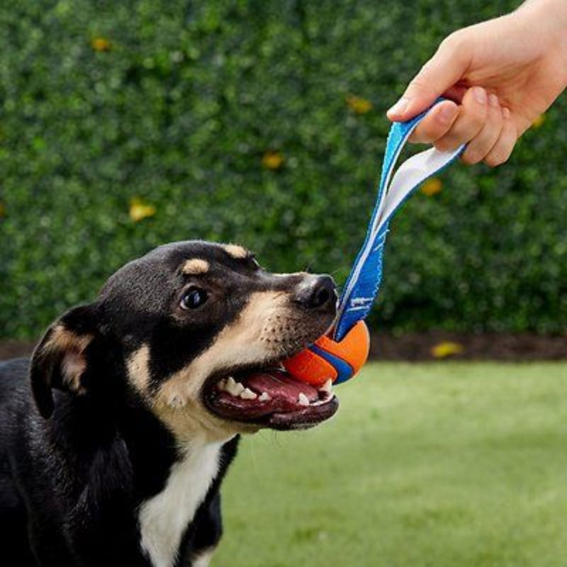 Chuckit! Ultra Tug Dog Toy