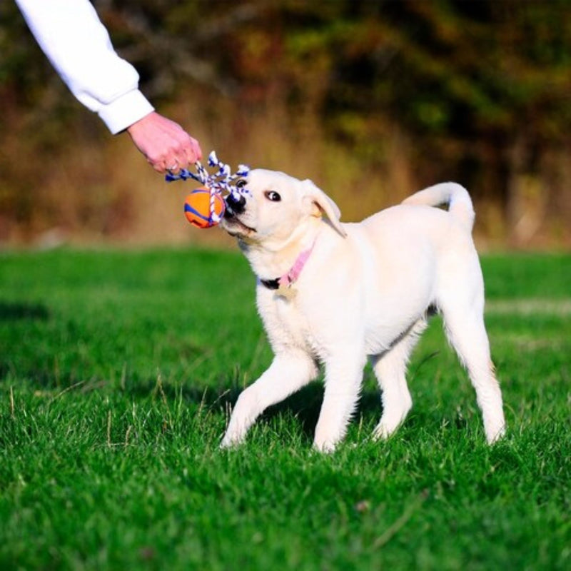 Chuckit! Ultra Toss Launcher Compatible Rubber Ball with Rope