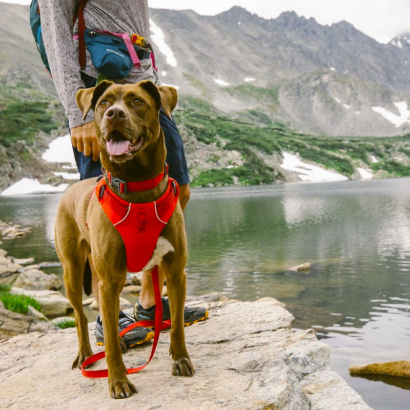 Ruffwear Front Range™ Dog Collar