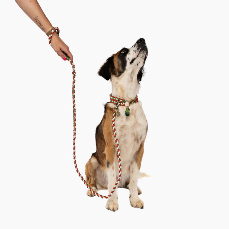 Lead with Love Dogmas Classic Dog Lead