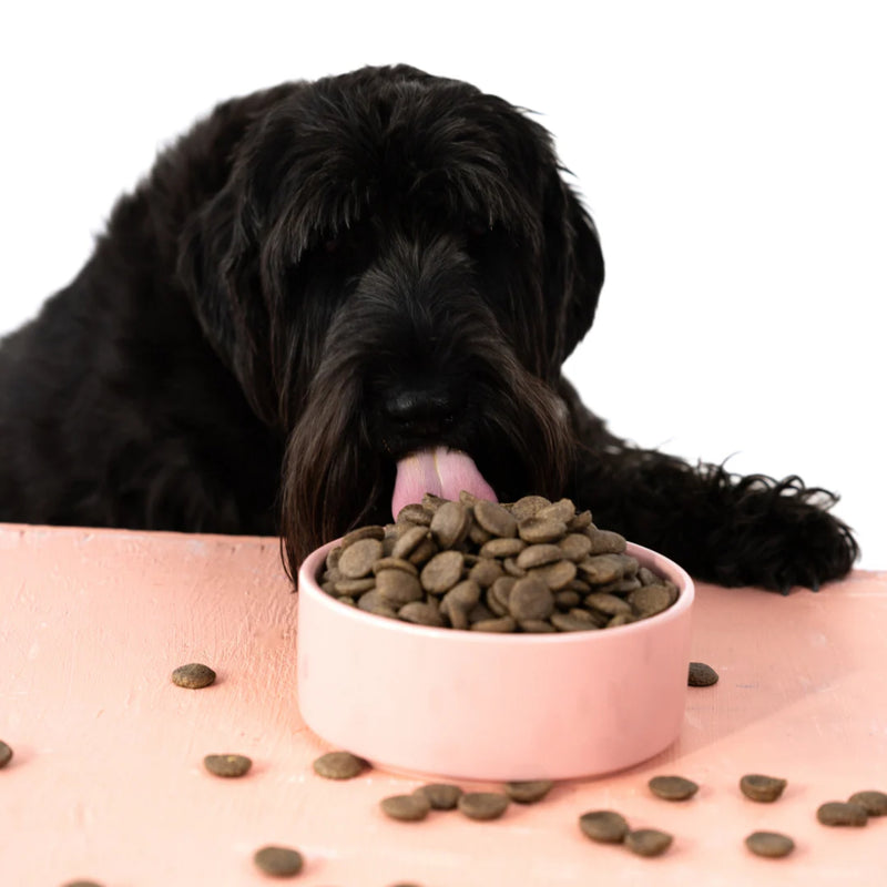 Aiko Adult Dry Dog Food Medium & Large Breeds – Hypoallergenic Insect Protein