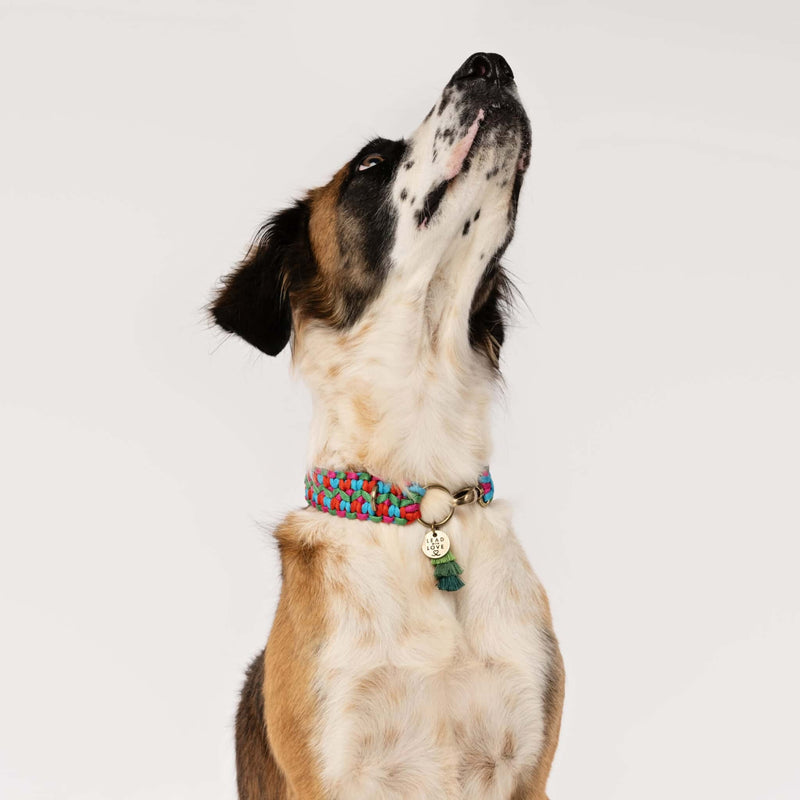 Lead with Love Dogmas Double Wide Dog Collar