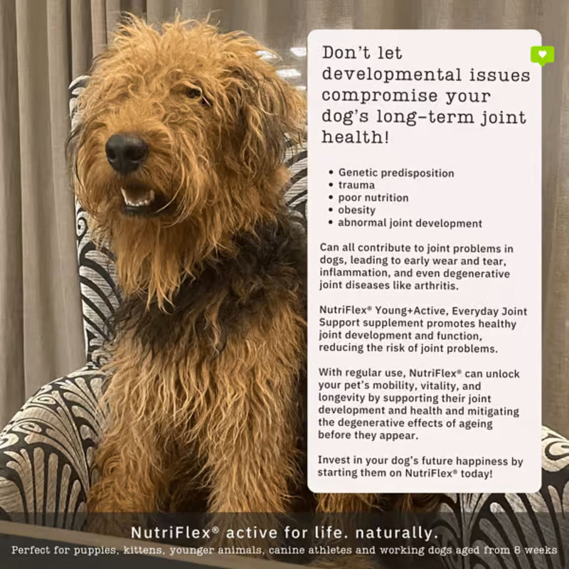 NutriFlex Daily Maintenance Collagen for Dogs and Cat