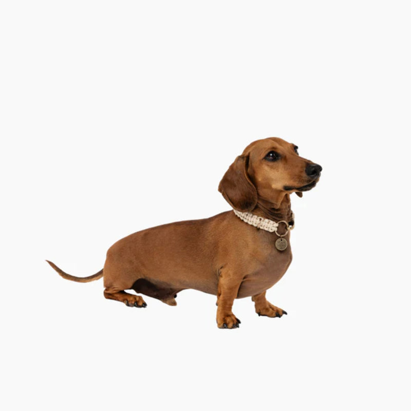 Lead with Love Dogmas Classic Dog Collar