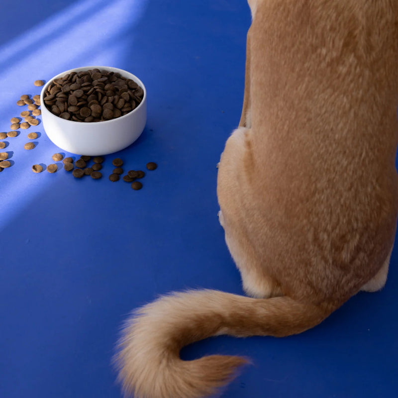 Aiko Adult Dry Dog Food Medium & Large Breeds – Hypoallergenic Insect Protein