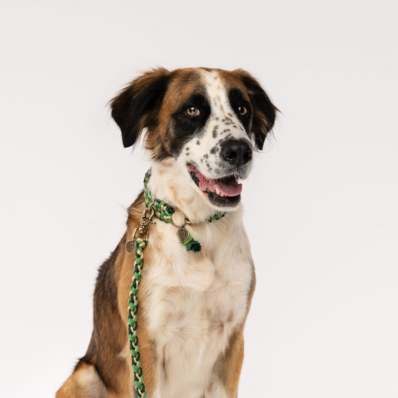 Lead with Love Dogmas Double Wide Dog Collar