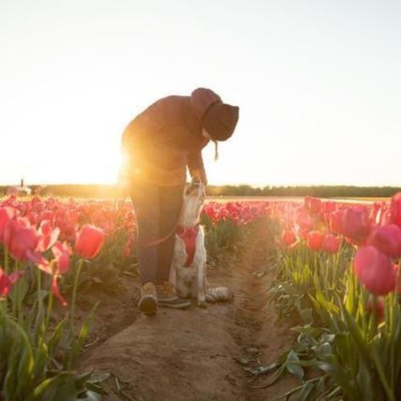 Ruffwear Front Range Padded Dog Harness