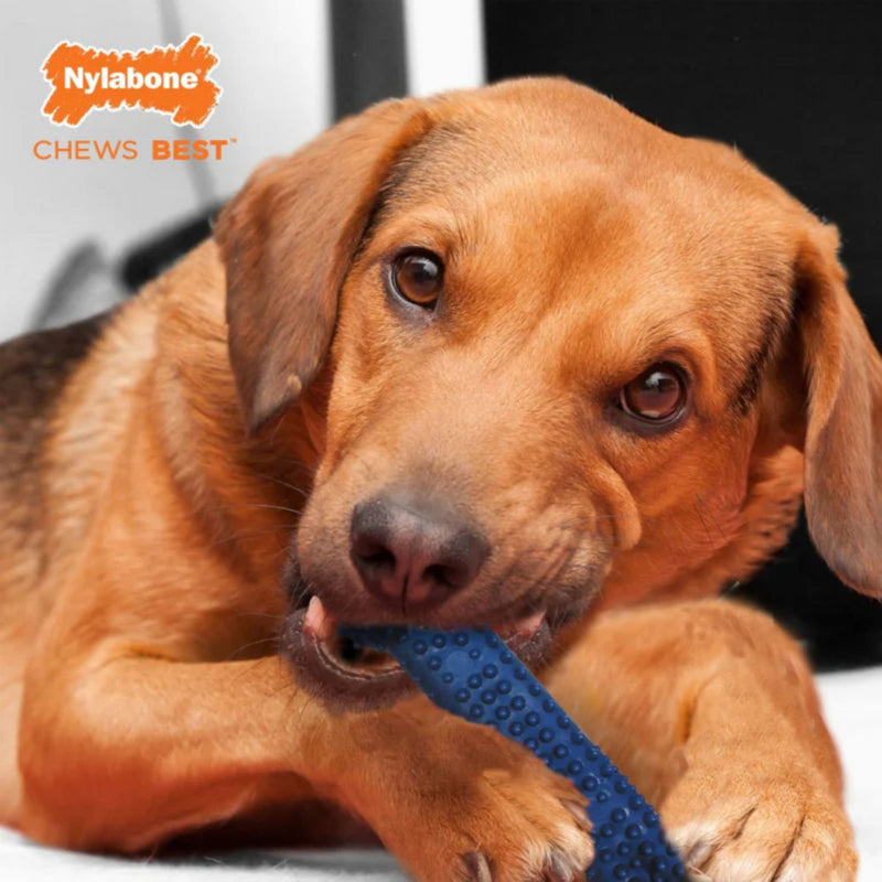Nylabone Moderate Dental Chew – Chicken Flavour