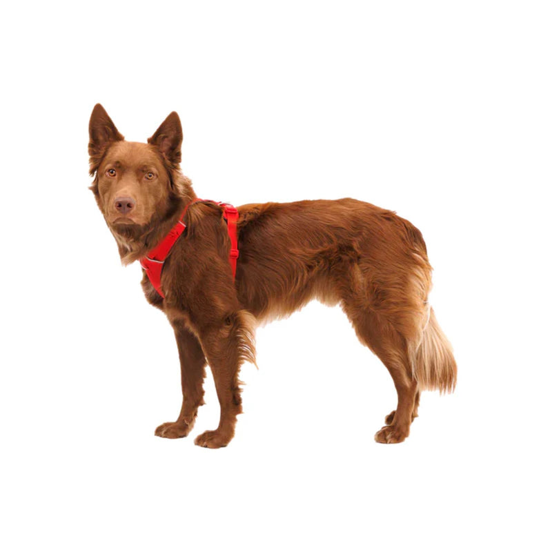 Ruffwear Front Range Padded Dog Harness