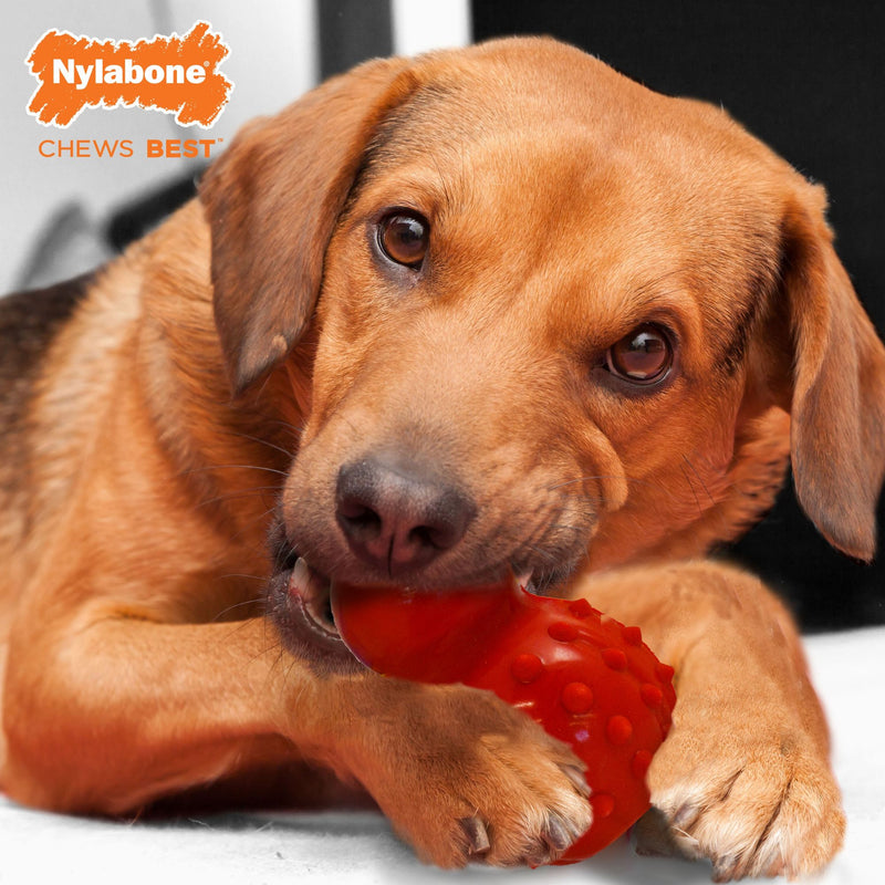Nylabone Rhino Strong Cone Chew – Bacon Flavoured
