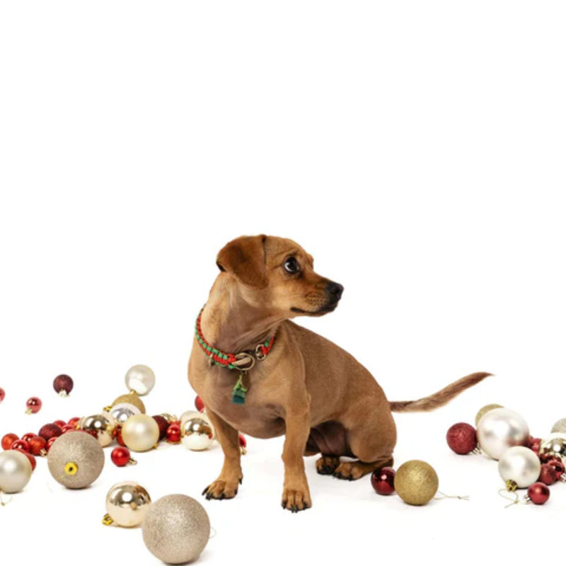 Lead with Love Dogmas Classic Dog Collar