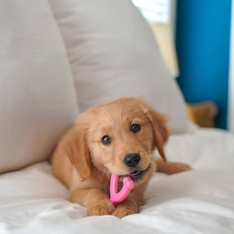 Nylabone Puppy Wishbone Teething Chicken Flavour Dog Chew Toy