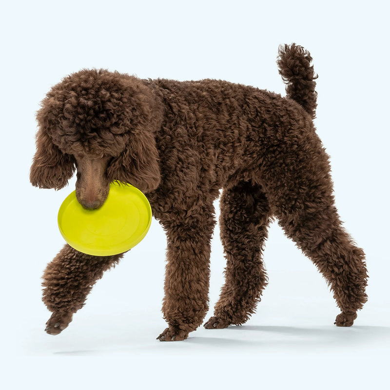 West Paw Zogoflex Zisc® – Soft, Durable Flying Disc for Dogs