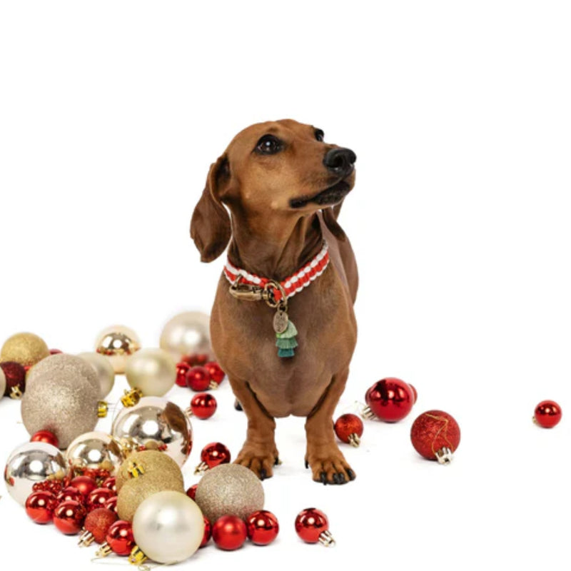 Lead with Love Dogmas Classic Dog Collar