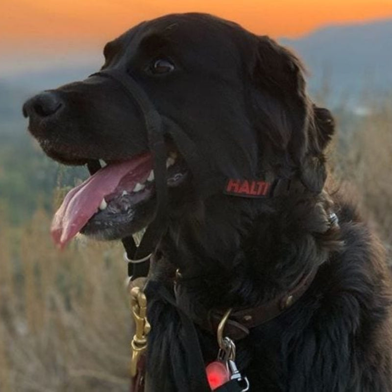 Halti Headcollar