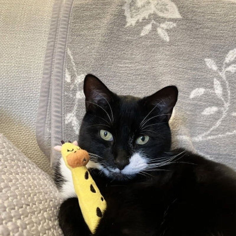 Eco Friendly Giraffe Grab Toy 4 CATS Rosewood