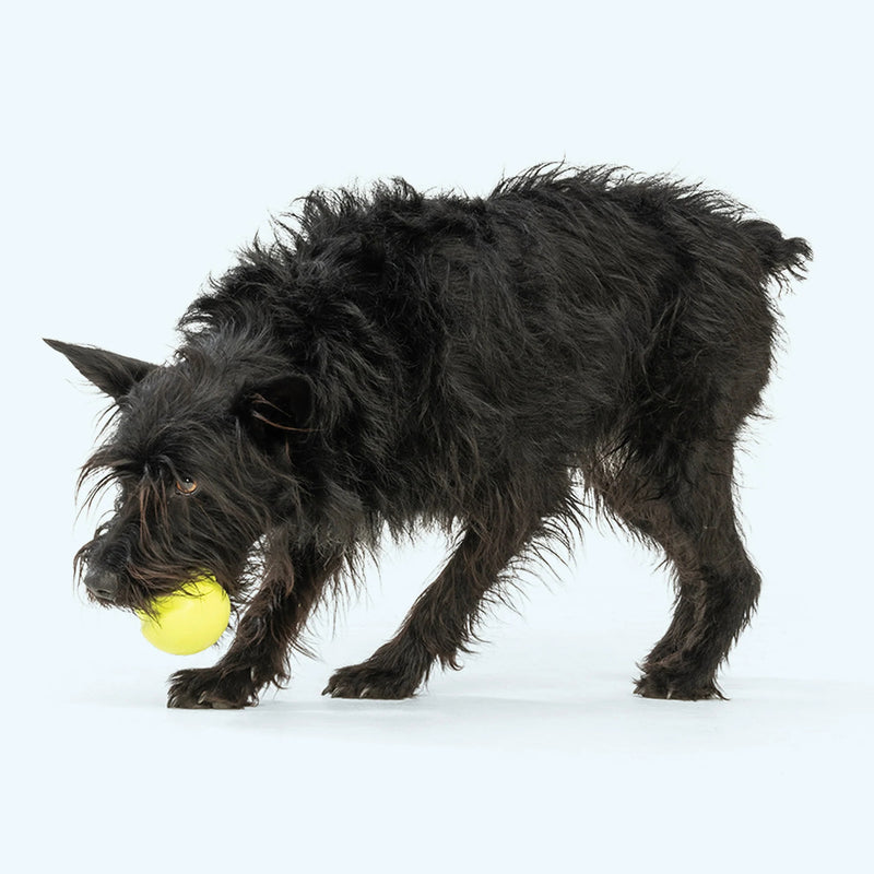 West Paw Zogoflex Jive® Dog Ball Fetch & Chew Toy