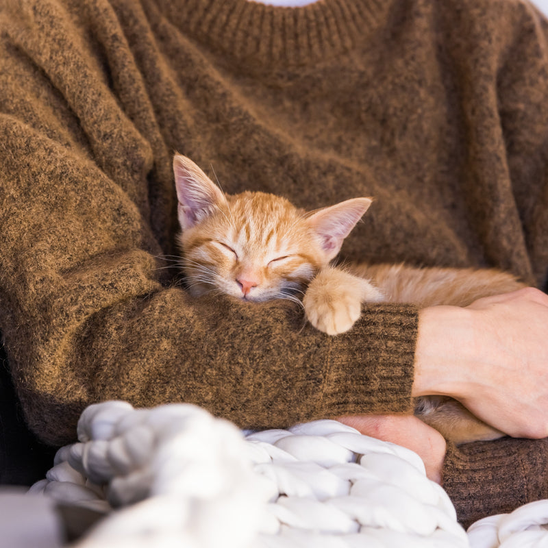 ORIJEN™ Kitten Dry Food – Chicken, Turkey & Fish