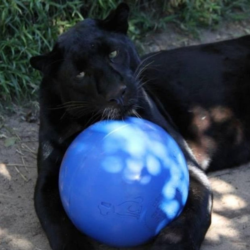 Boomer Ball by Company of Animals – Virtually Indestructible Dog Toy