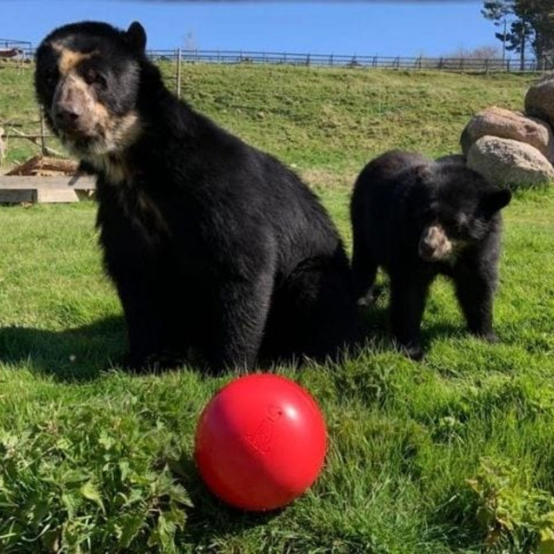 Boomer Ball by Company of Animals – Virtually Indestructible Dog Toy